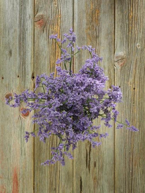 CALIFORNIA  PURPLE LIMONIUM